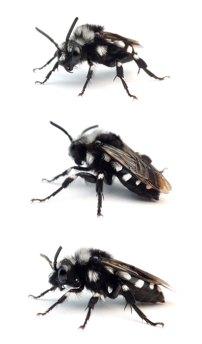 Melecta luctuosa ♀ Pracht-Trauerbiene 12-14 mm