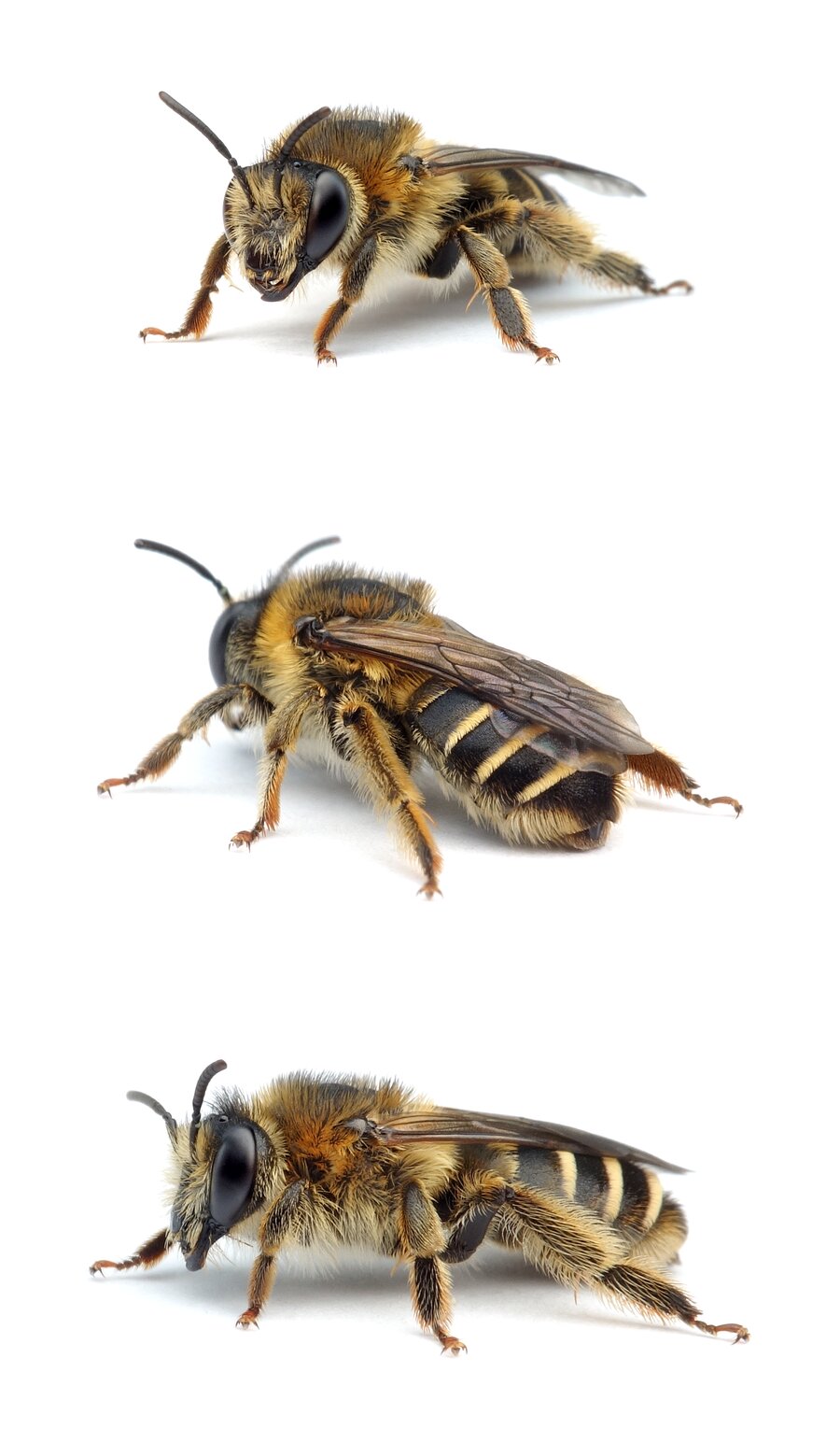 Melitta nigricans ♀ Blutweiderich-Sägehornbiene 11-12 mm