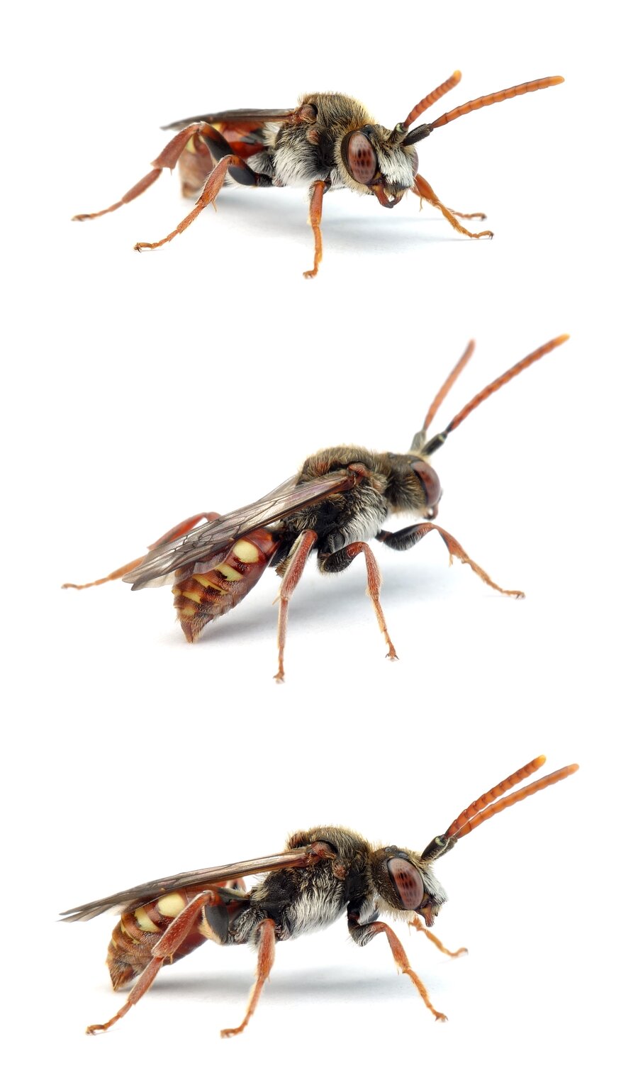 Nomada armata ♂ Bedornte Wespenbiene 10-12 mm