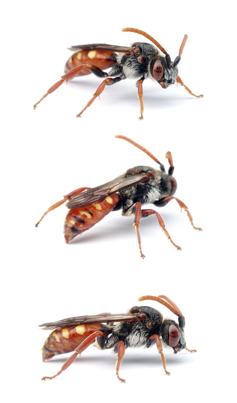 Nomada armata ♂ Bedornte Wespenbiene 10-12 mm