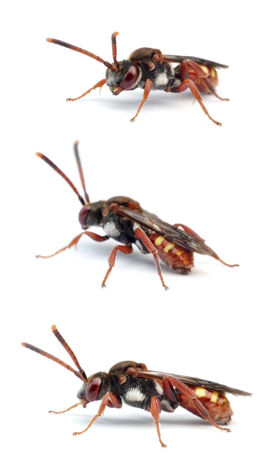 Nomada armata ♀ Bedornte Wespenbiene 10-12 mm
