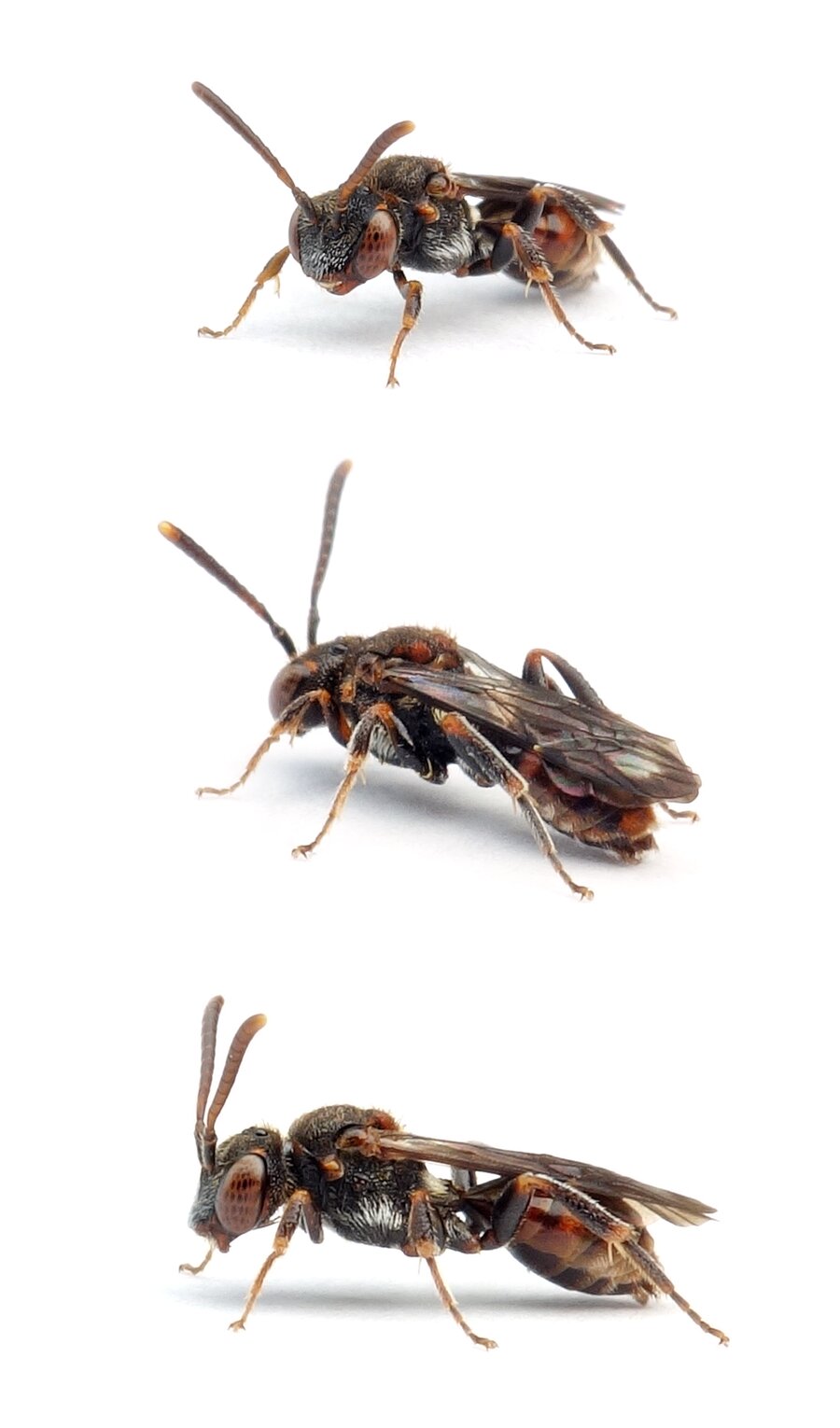 Nomada distinguenda ♀ Getrennte Wespenbiene 5-6 mm