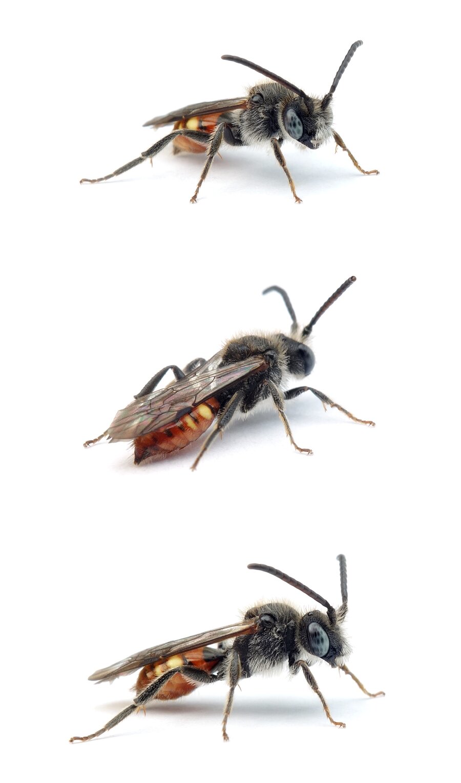 Nomada fabriciana ♂ Rotschwarze Wespenbiene 7-10 mm dunkel