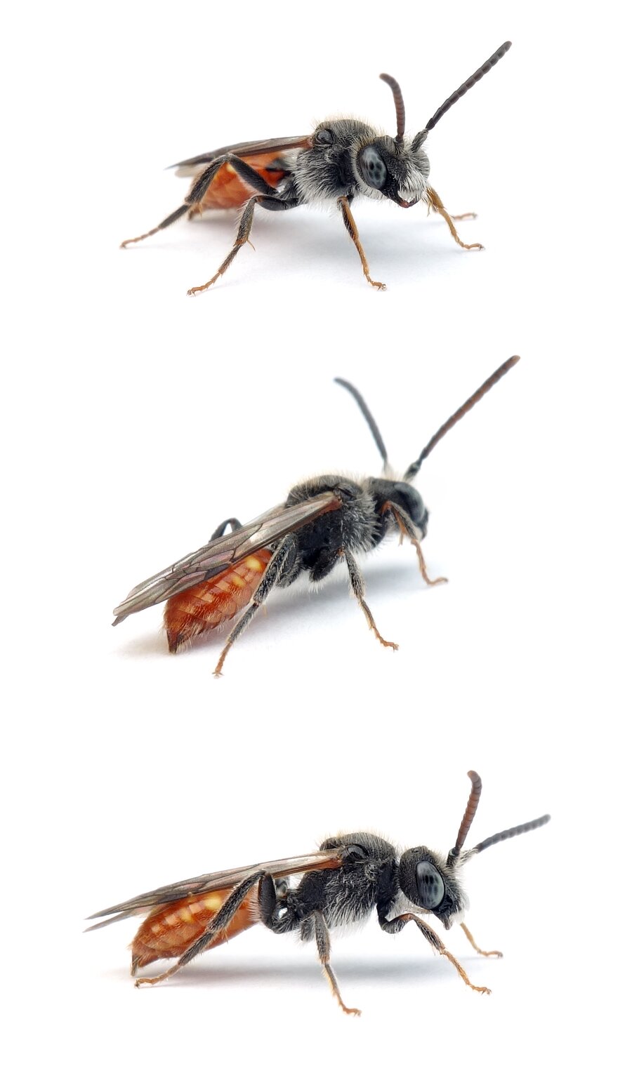 Nomada fabriciana ♂ Rotschwarze Wespenbiene 7-10 mm hell