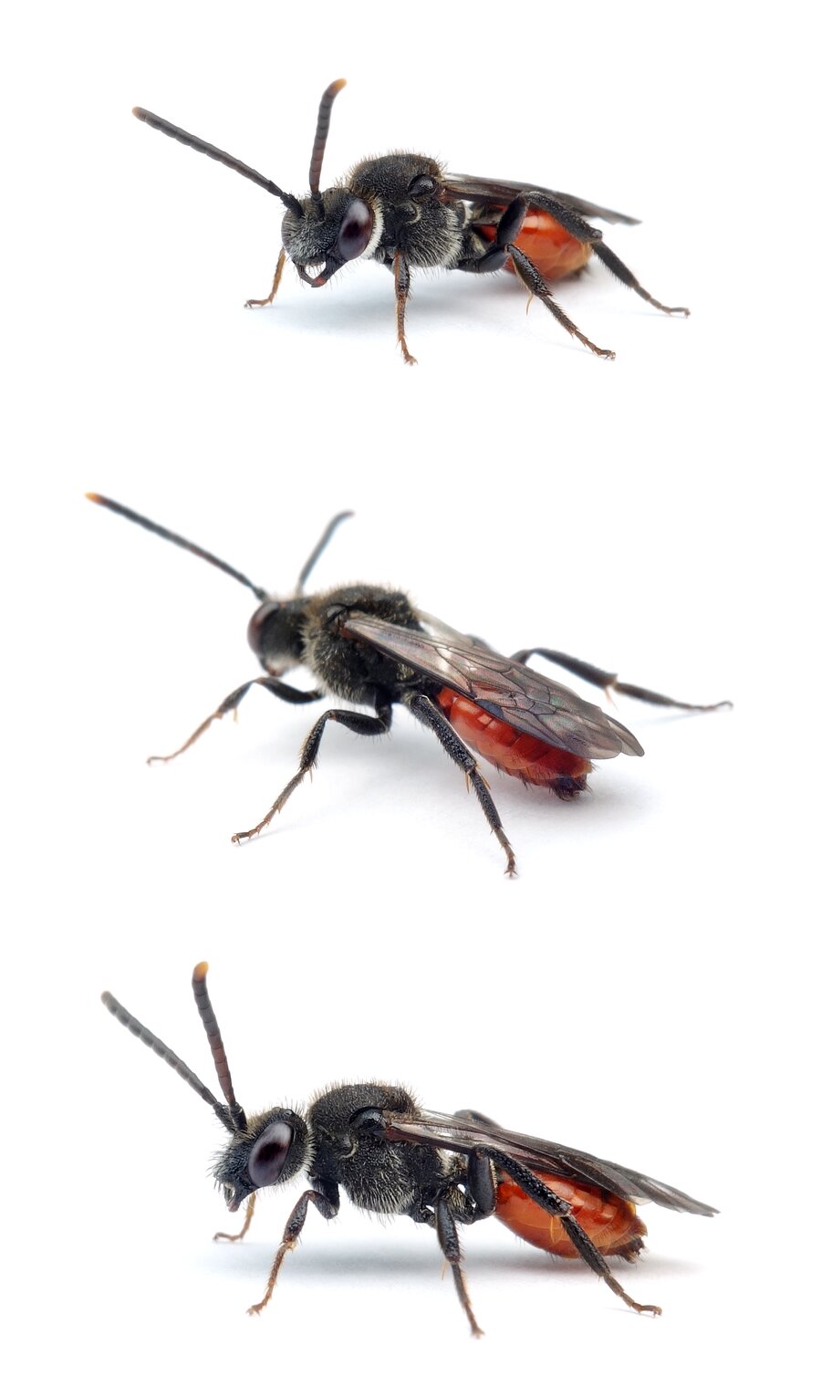 Nomada fabriciana ♀ Rotschwarze Wespenbiene 7-11 mm dunkel