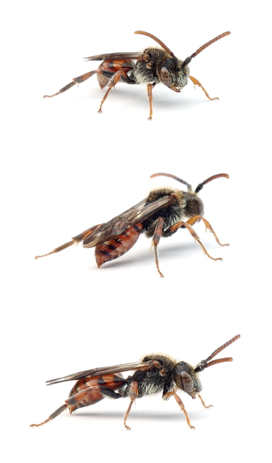 Nomada facilis ♂ Waldrand-Wespenbiene 6-8 mm