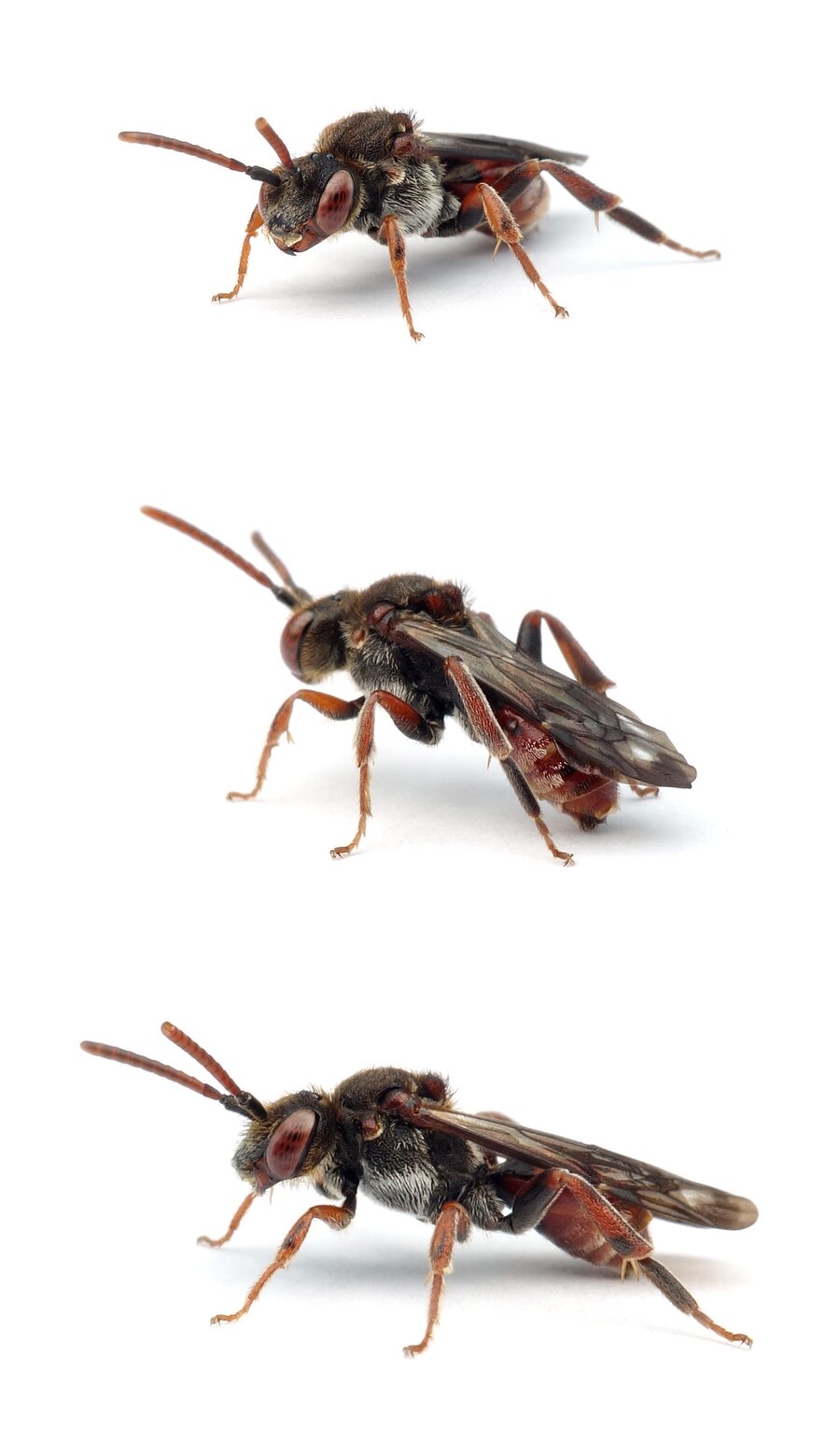 Nomada facilis ♀ Waldrand-Wespenbiene 6-8 mm