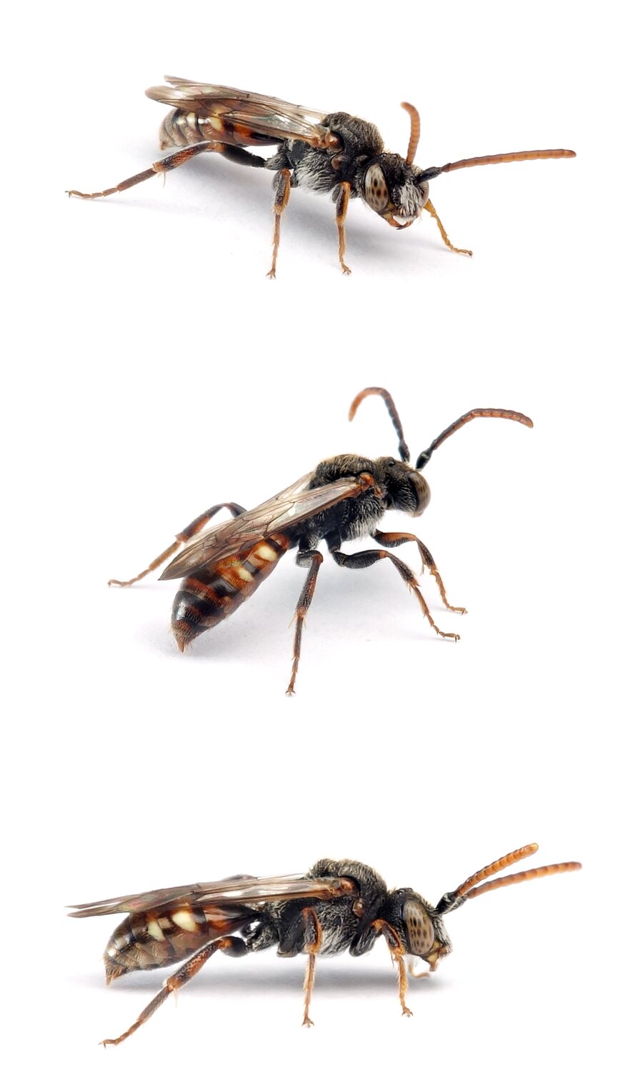 Nomada flavoguttata ♂ Gelbfleckige Wespenbiene 5-7 mm