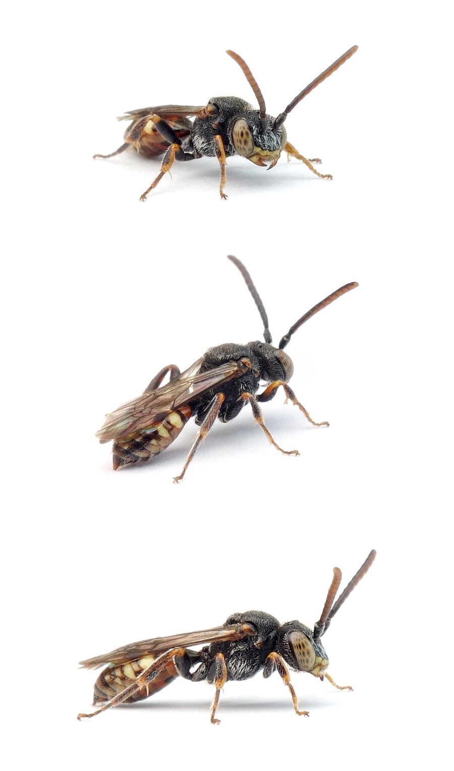Nomada flavoguttata ♂ Gelbfleckige Wespenbiene 5-7 mm 2.Generation