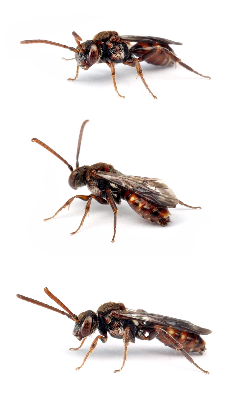 Nomada flavoguttata ♀ Gelbfleckige Wespenbiene 5-7 mm