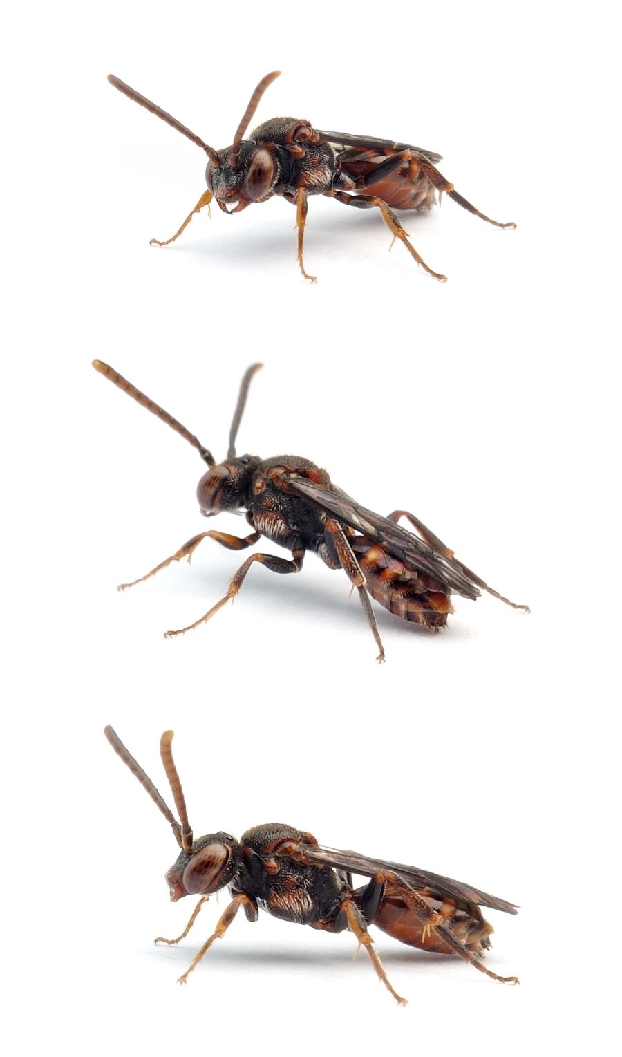 Nomada flavoguttata ♀ Gelbfleckige Wespenbiene 5-7 mm 2.Generation