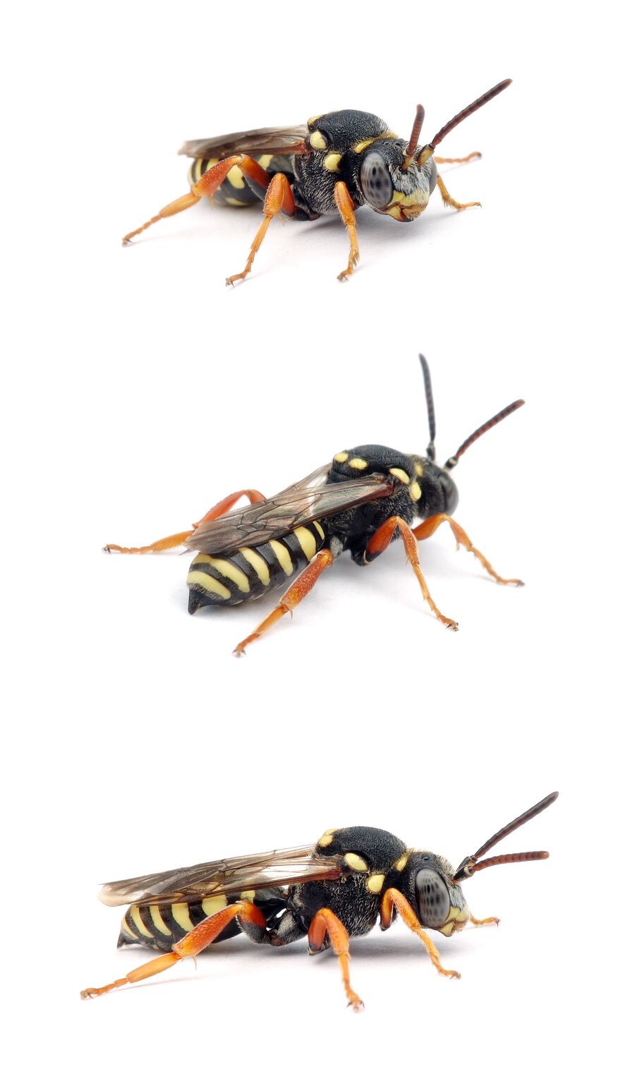 Nomada flavopicta ♂ Greiskraut-Wespenbiene 8-11 mm