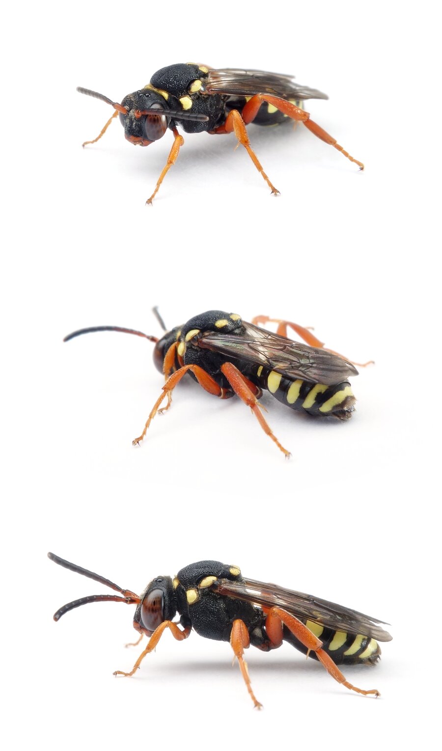Nomada flavopicta ♀ Greiskraut-Wespenbiene 8-11 mm