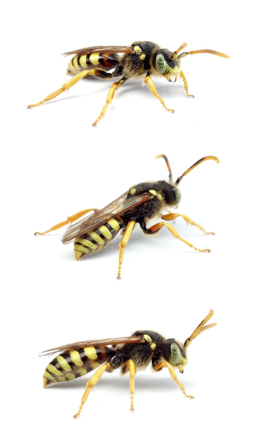 Nomada fucata ♂ Gewöhnliche Wespenbiene 7-10 mm