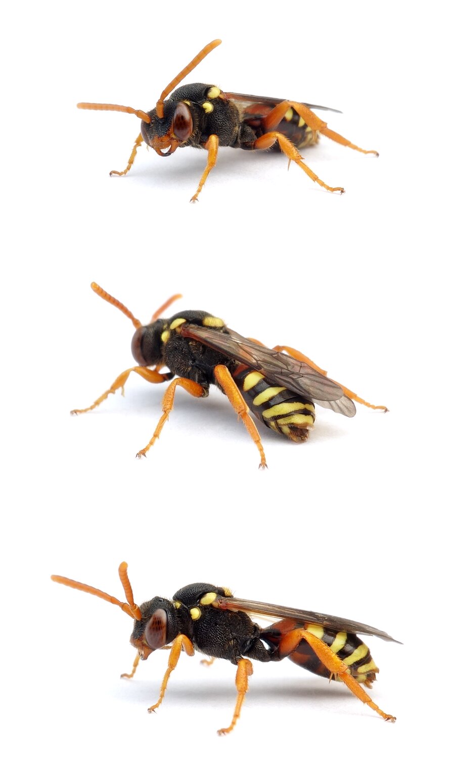 Nomada fucata ♀ Gewöhnliche Wespenbiene 8-10 mm