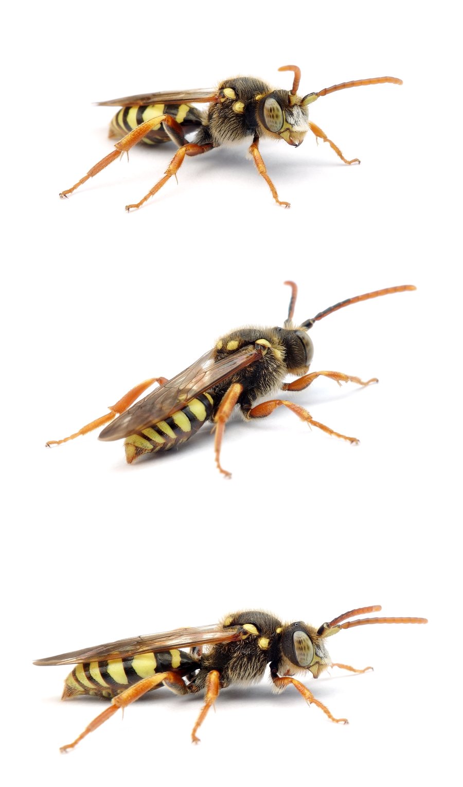 Nomada fulvicornis ♂ Gelbfühler-Wespenbiene, Frühjahr 9-12 mm