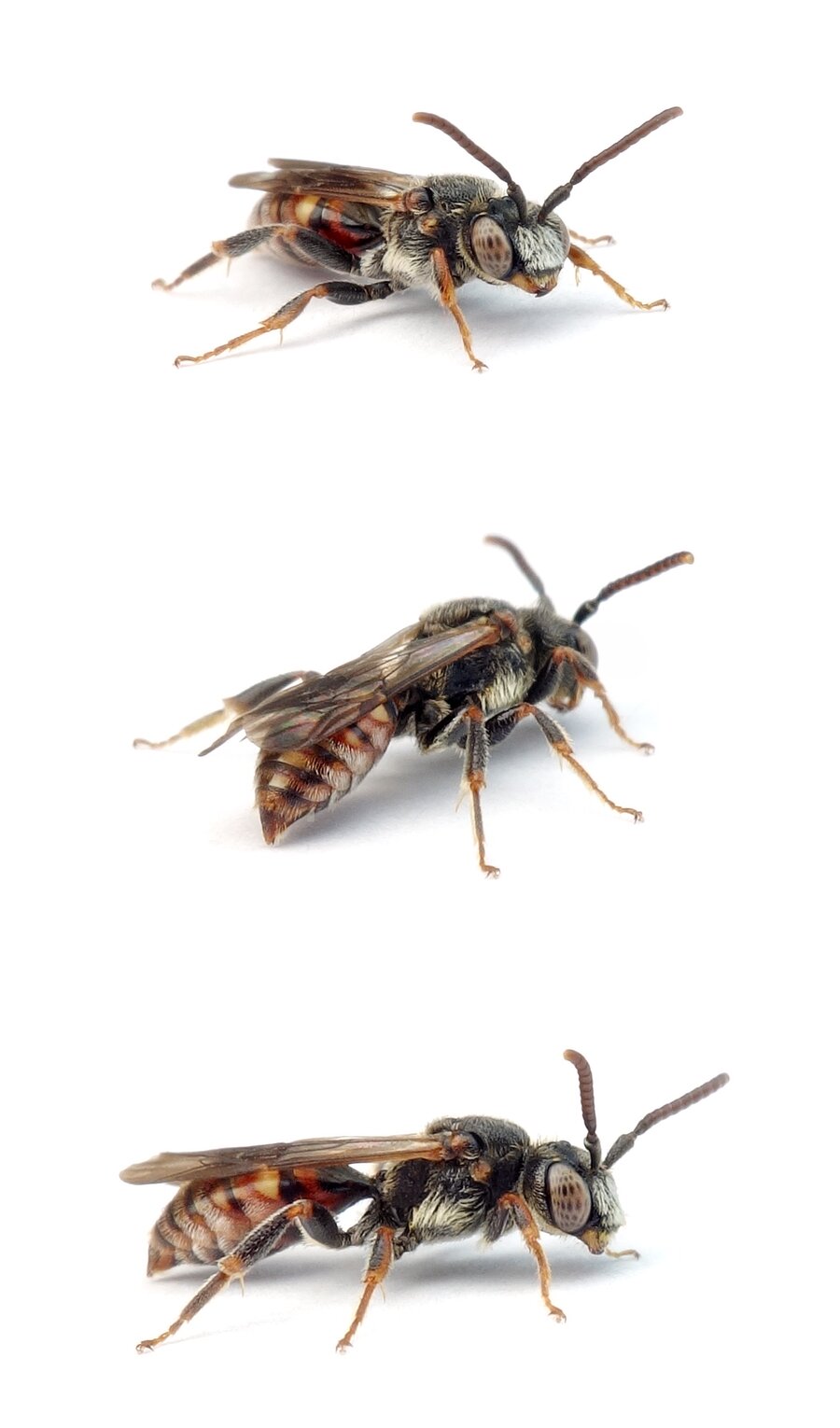 Nomada fuscicornis ♂ Schwarzfühler-Wespenbiene 5-7 mm
