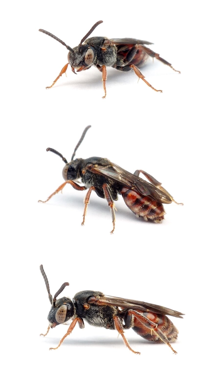 Nomada fuscicornis ♀ Schwarzfühler-Wespenbiene 5-7 mm