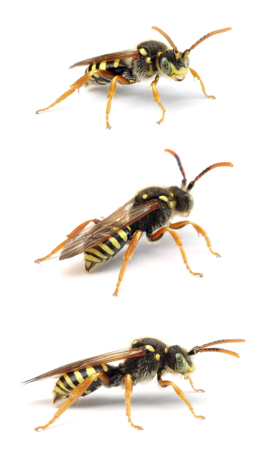 Nomada goodeniana ♂ Feld-Wespenbiene 10-13 mm