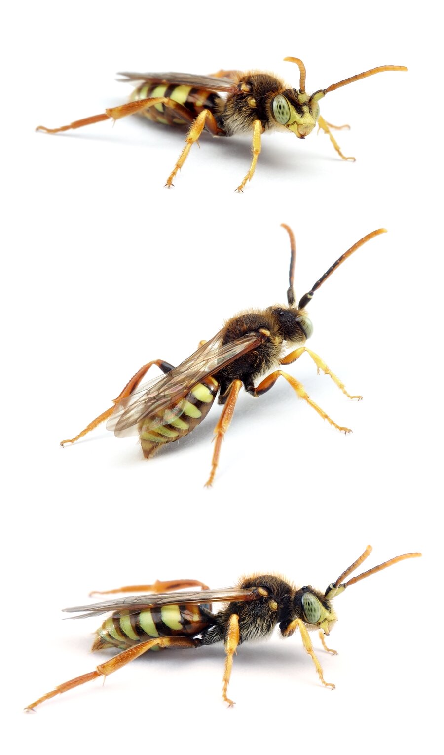 Nomada lathburiana ♂ Rothaarige Wespenbiene 9-12 mm