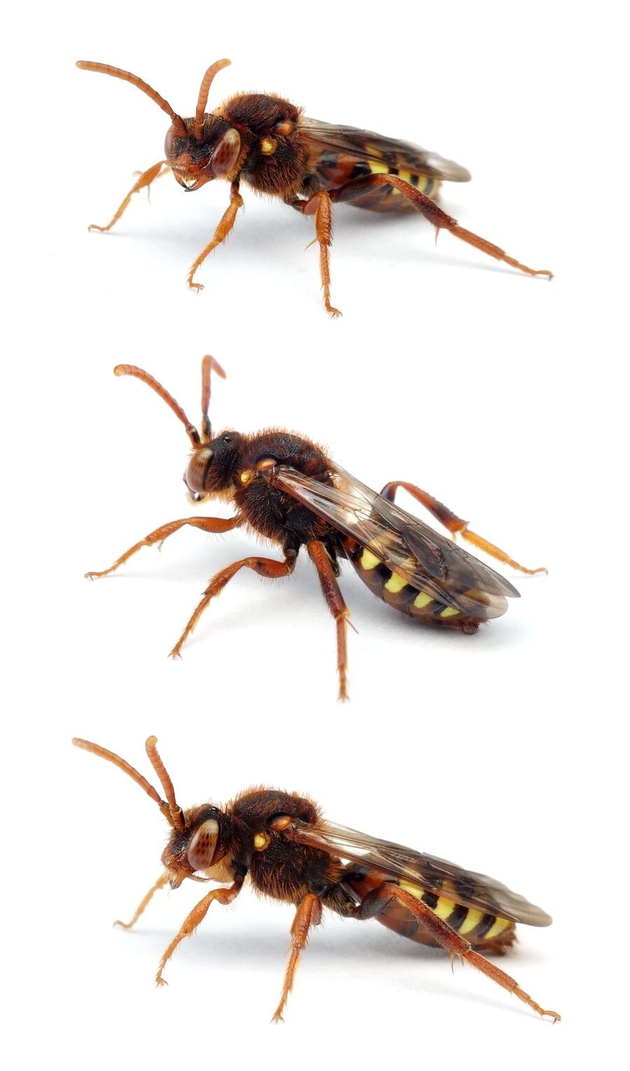 Nomada lathburiana ♀ Rothaarige Wespenbiene 10-12 mm