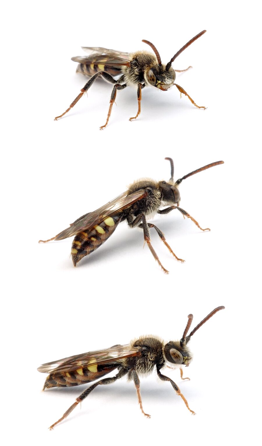 Nomada leucophthalma ♂ Frühe Wespenbiene 8-11 mm