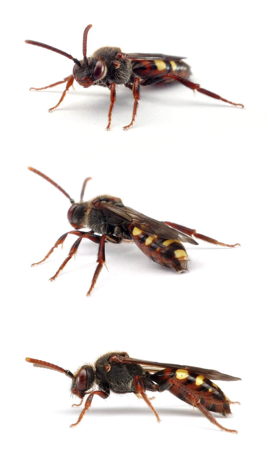 Nomada leucophthalma ♀ Frühe Wespenbiene 8-12 mm