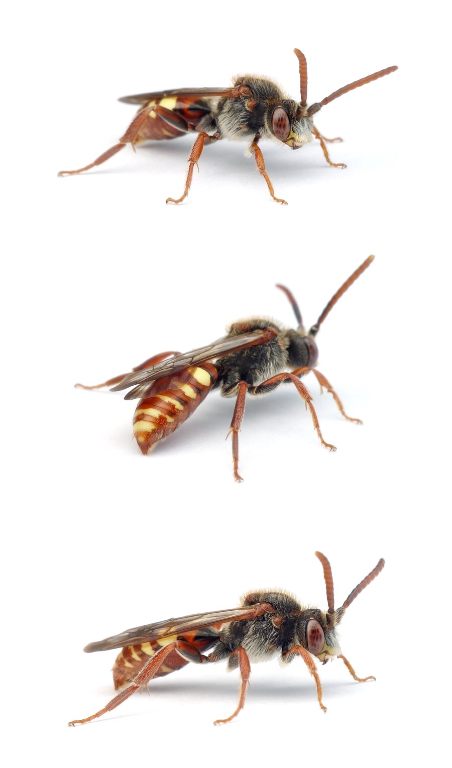 Nomada moeschleri ♂ Möschlers Wespenbiene 8-11 mm