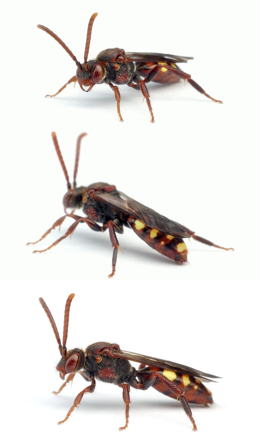 Nomada panzeri ♀ Panzers Wespenbiene, dunkle Form 9-12 mm