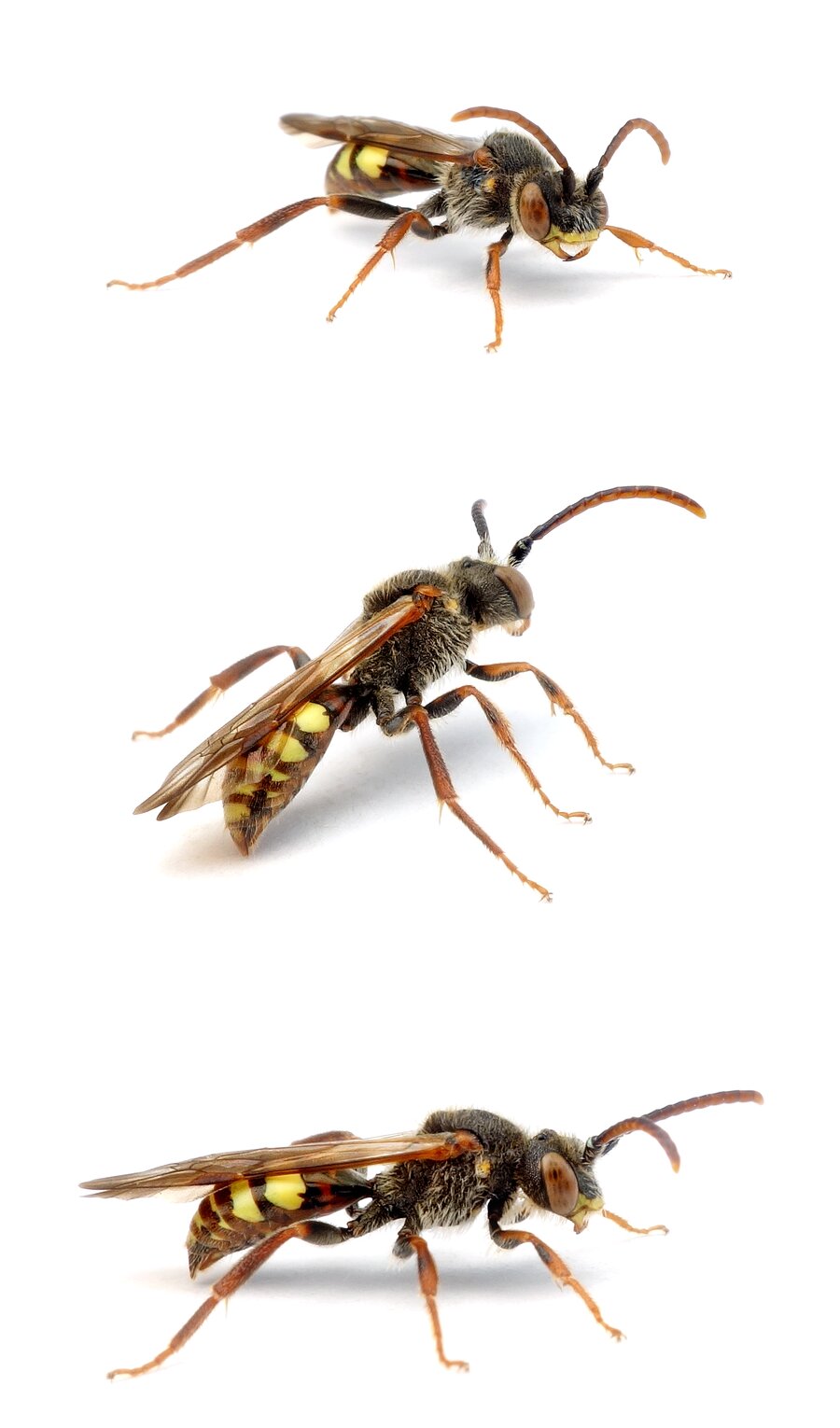 Nomada panzeri ♂ Panzers Wespenbiene 7-10 mm