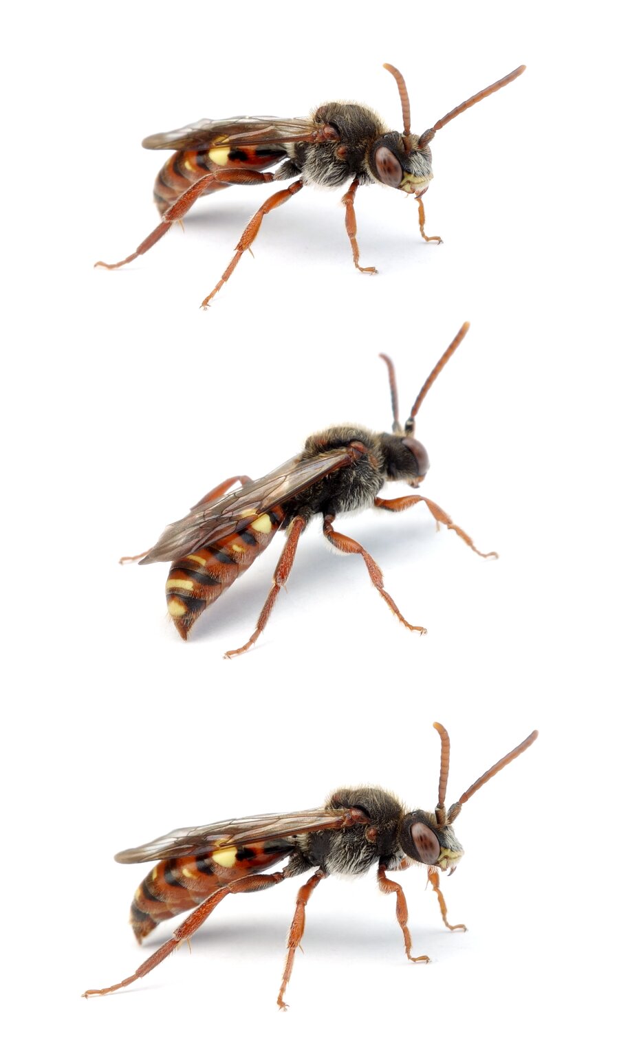 Nomada panzeri ssp. glabella ♂ Panzers Wespenbiene, ssp. "Glabella" 7-10 mm