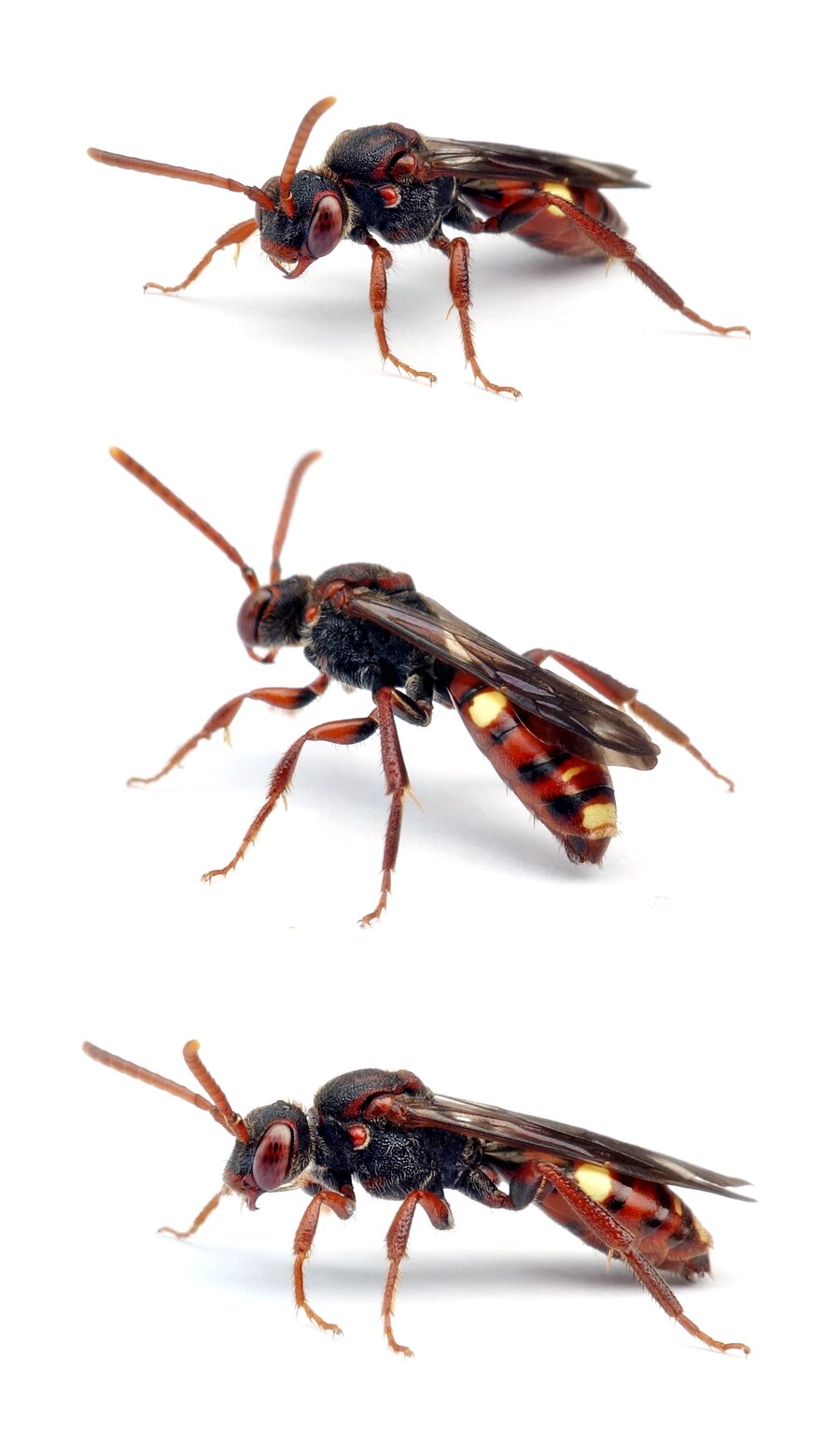 Nomada panzeri ssp. glabella ♀ Panzers Wespenbiene, ssp. "Glabella" 9-12 mm