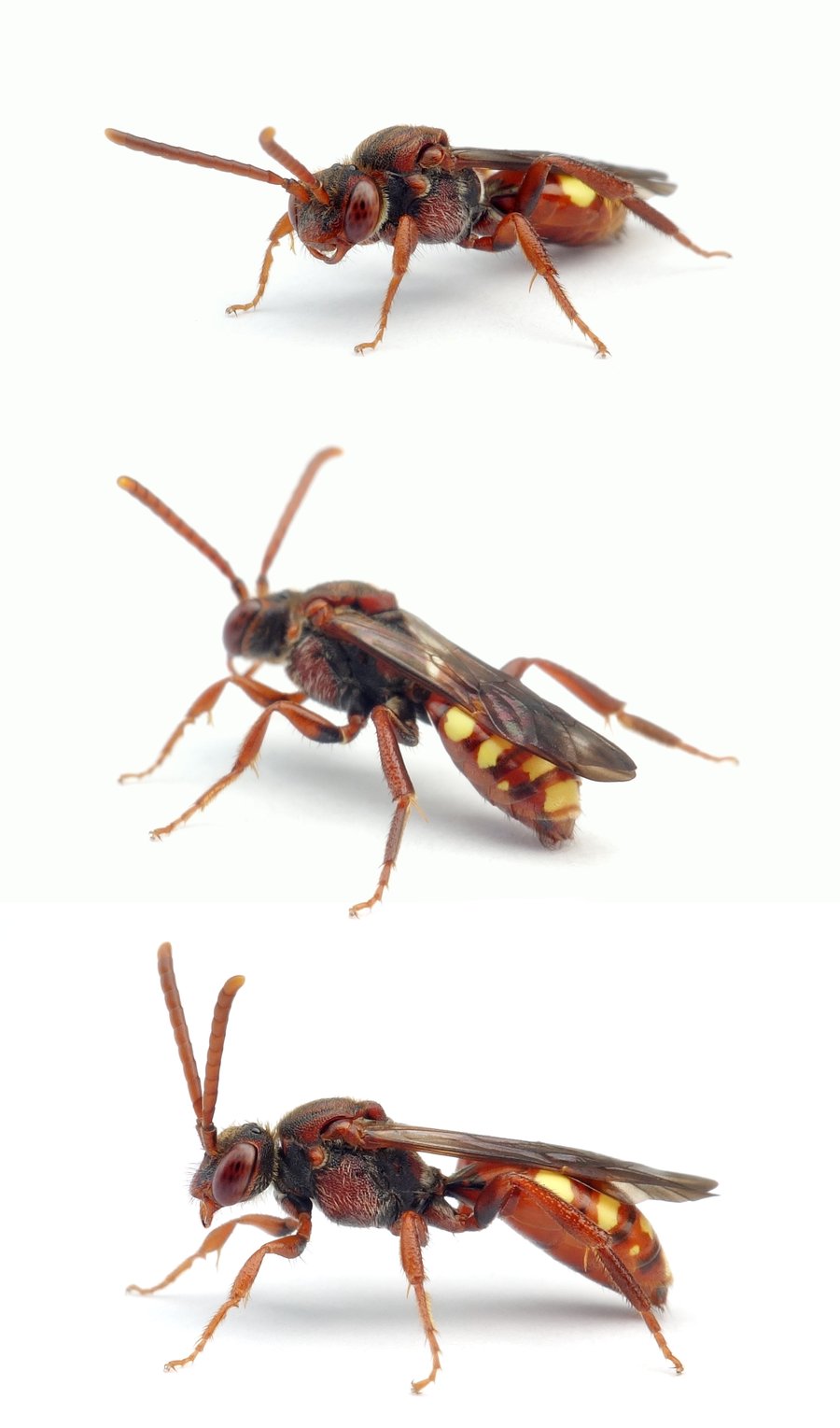 Nomada panzeri ♀ Panzers Wespenbiene, helle Form 9-12 mm