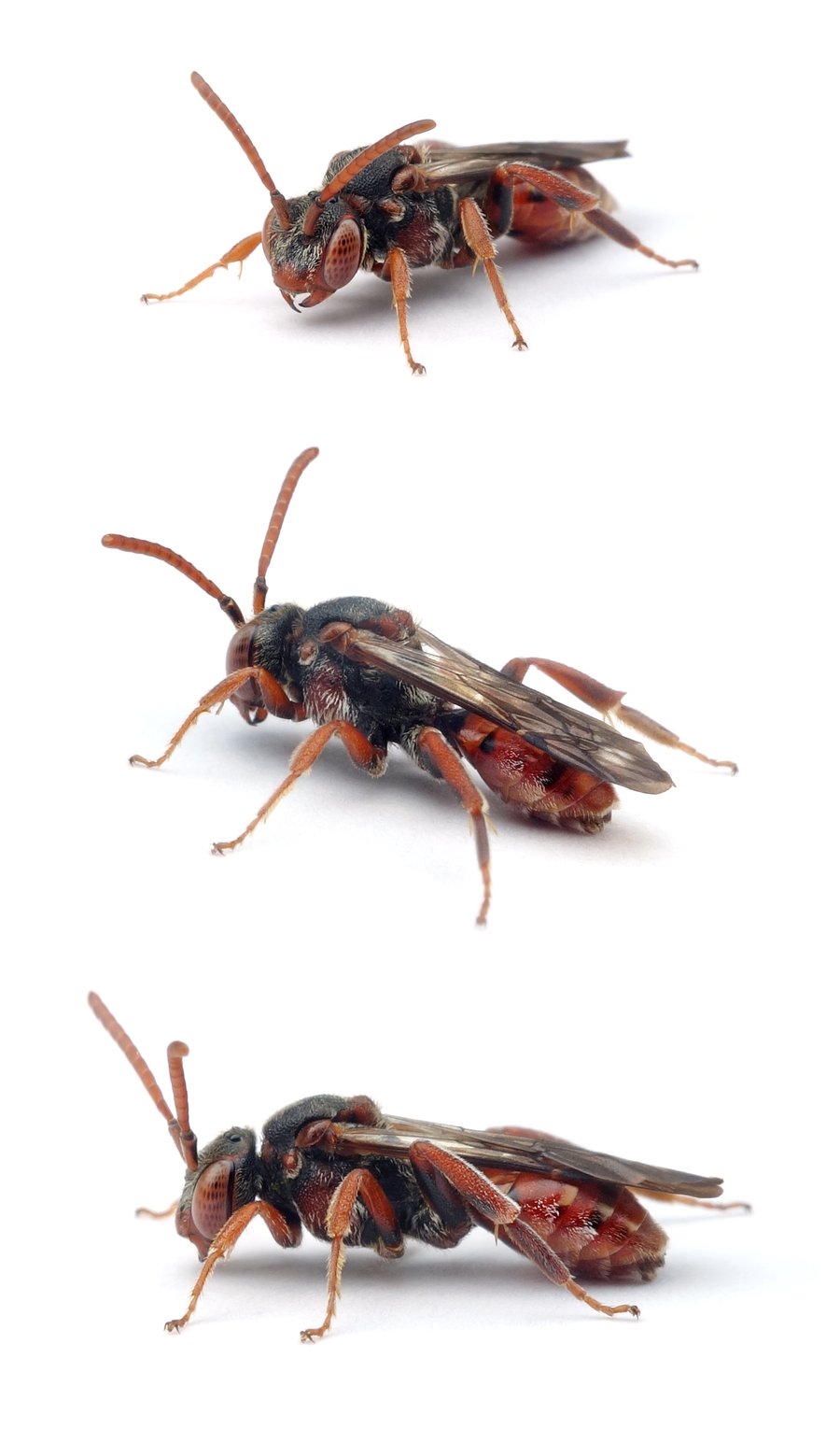 Nomada pleurosticta ♀ Bitterkraut-Wespenbiene 9-11 mm