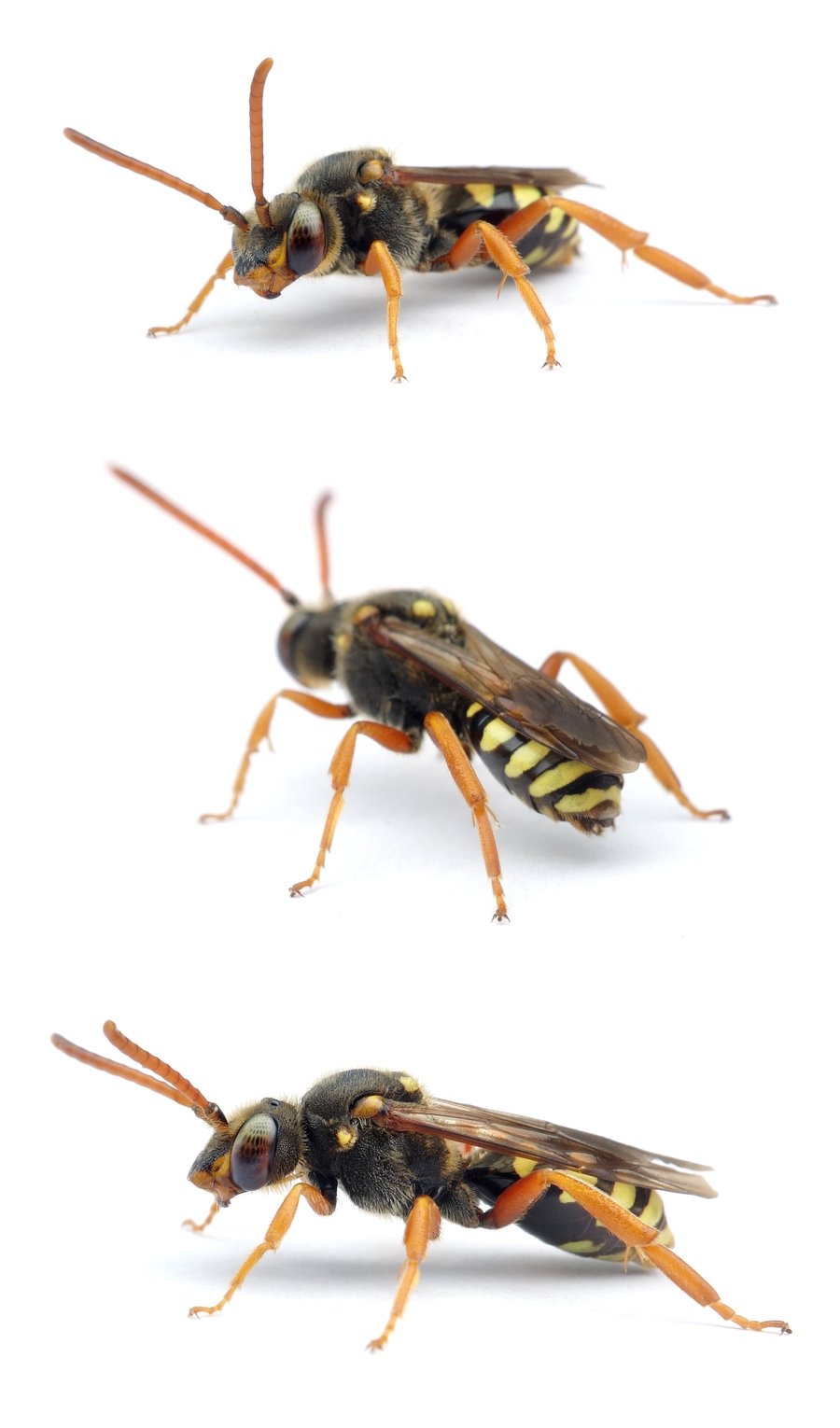 Nomada sexfasciata ♀ Langkopf-Wespenbiene 11-13 mm