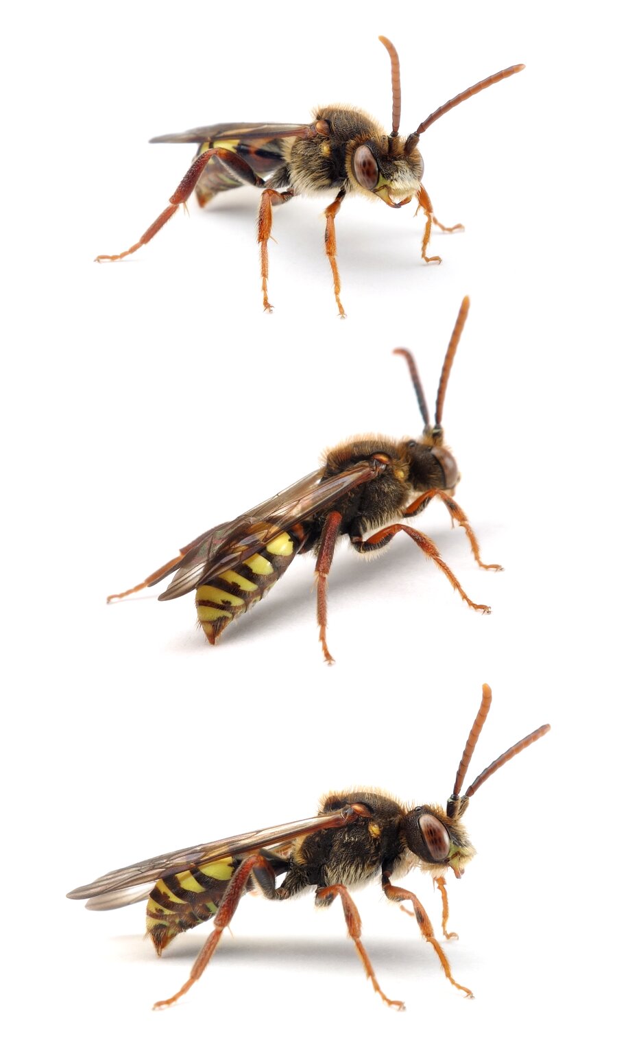 Nomada signata ♂ Stachelbeer-Wespenbiene 8-12 mm