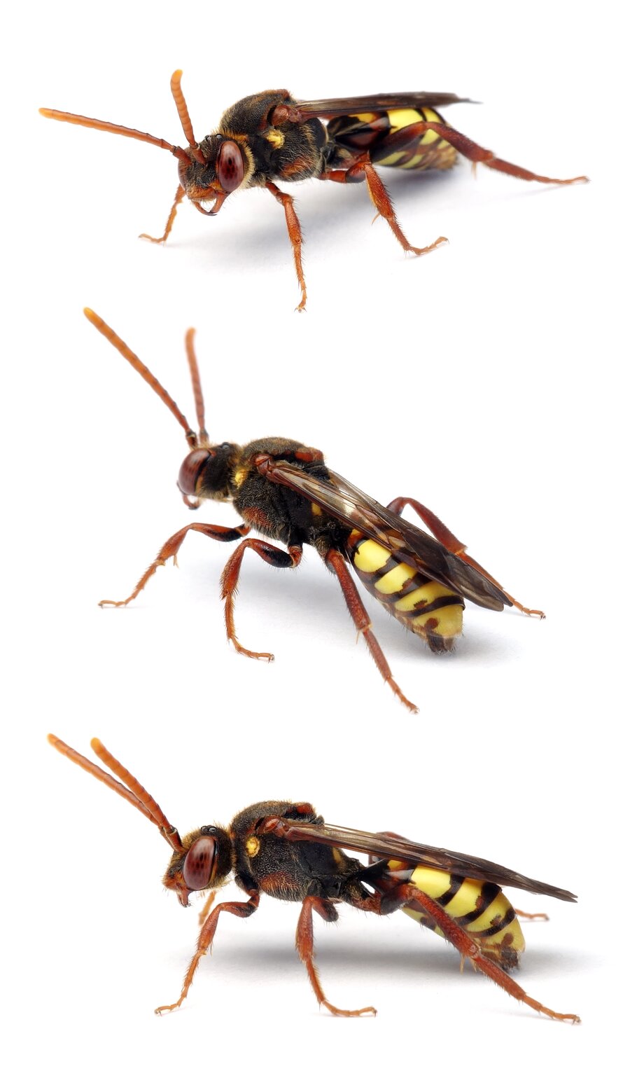Nomada signata ♀ Stachelbeer-Wespenbiene 10-13 mm