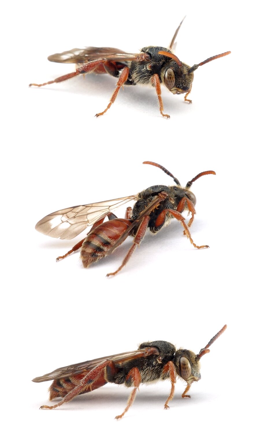Nomada stigma ♂ Esparsetten-Wespenbiene 8-11 mm
