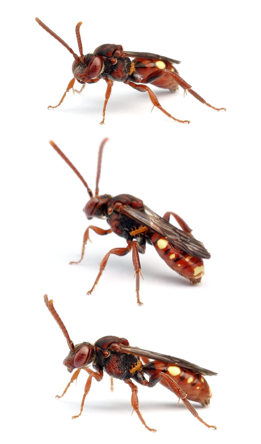 Nomada striata ♀ Gestreifte Wespenbiene 9-11 mm