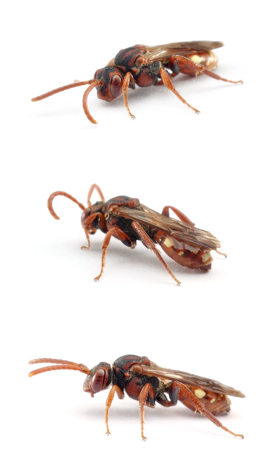 Nomada striata ♀ Gestreifte Wespenbiene 9-11 mm