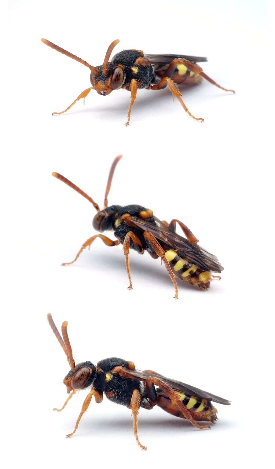 Nomada zonata ♀ Binden-Wespenbiene, 2. Generation 7-9 mm