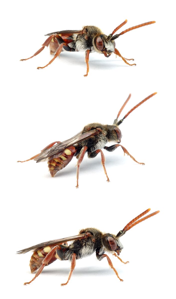 Nomada armata ♂