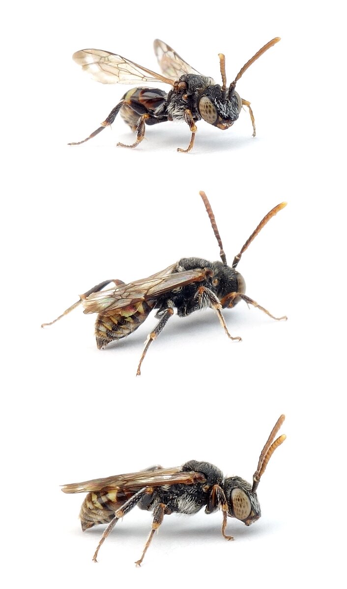 Nomada distinguenda ♂