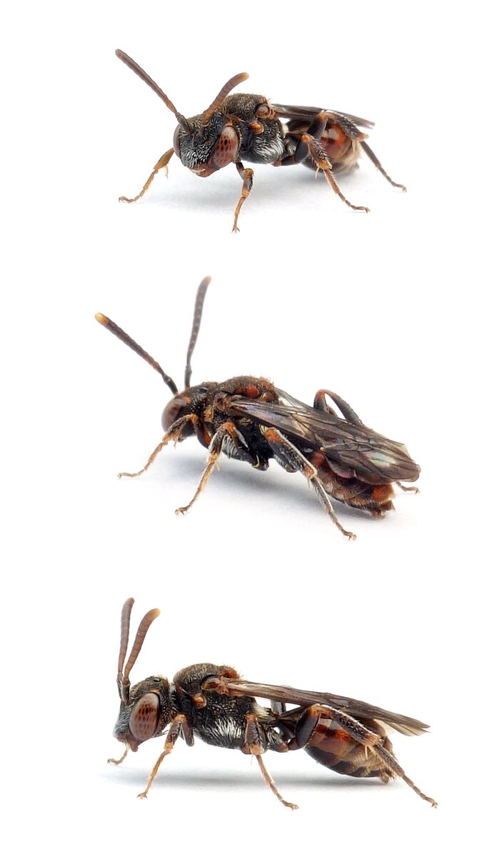 Nomada distinguenda ♀