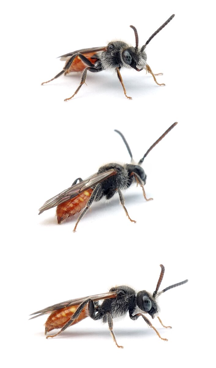Nomada fabriciana ♂