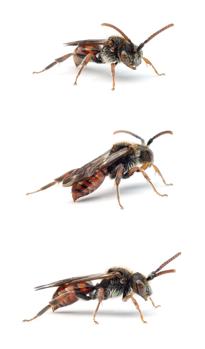 Nomada facilis ♂