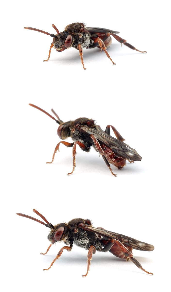 Nomada facilis ♀