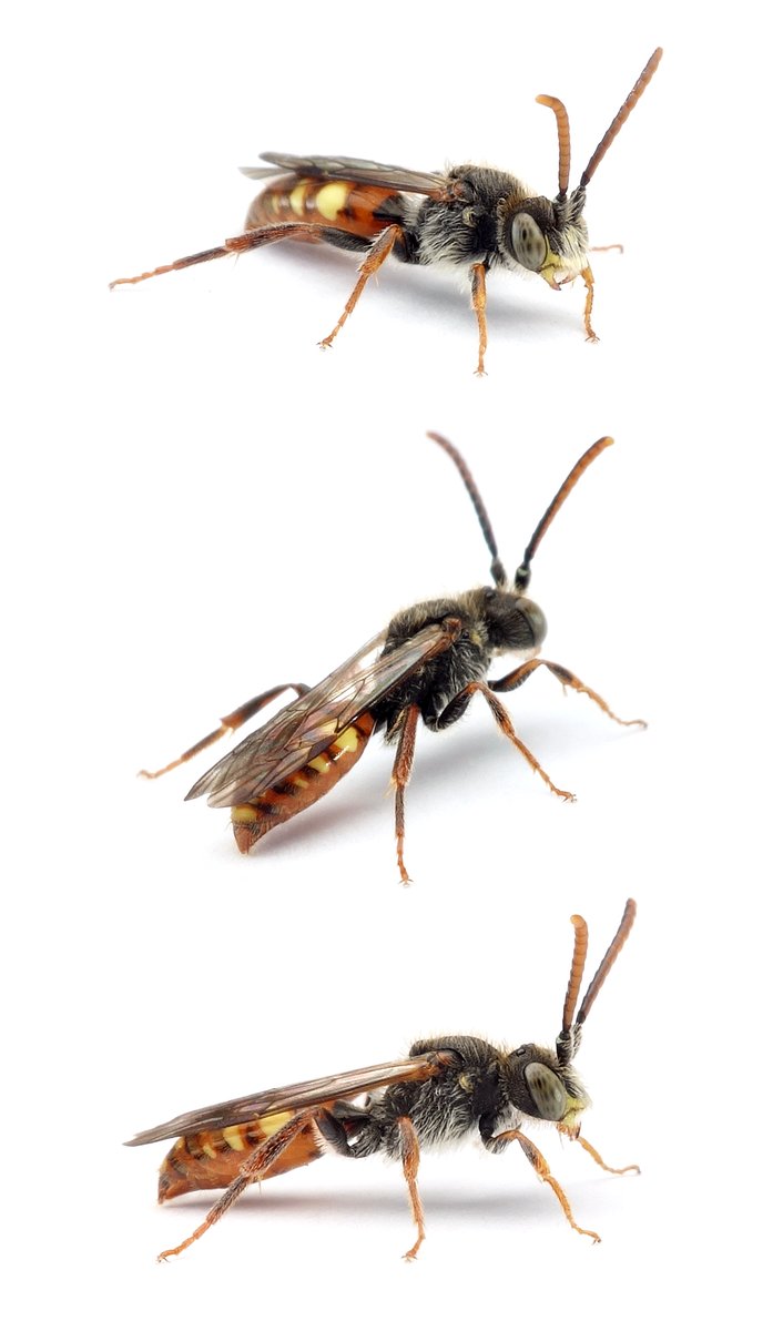 Nomada ferruginata ♂ Rötliche Wespenbiene 8-10 mm