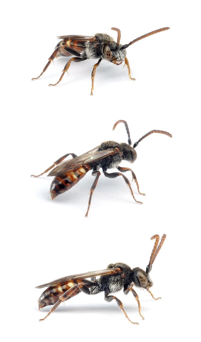Nomada flavoguttata ♂