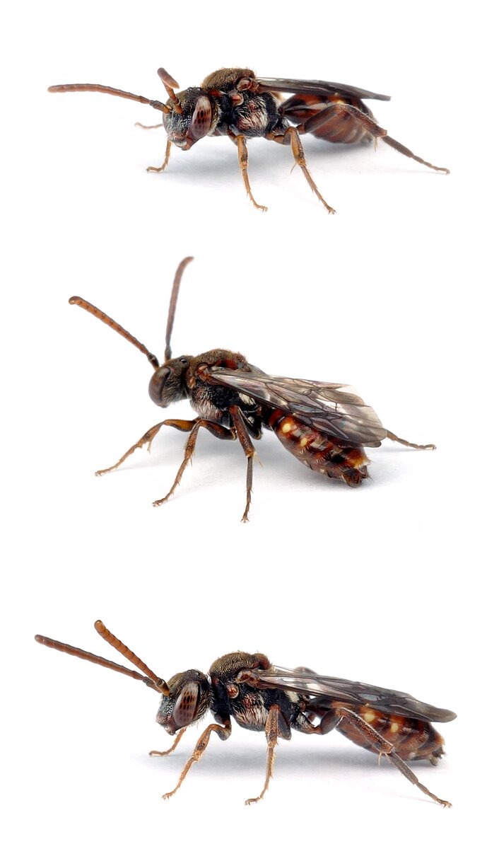 Nomada flavoguttata ♀